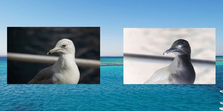 在 Photoshop 中反转图像颜色 在 Photoshop 中反转图像颜色